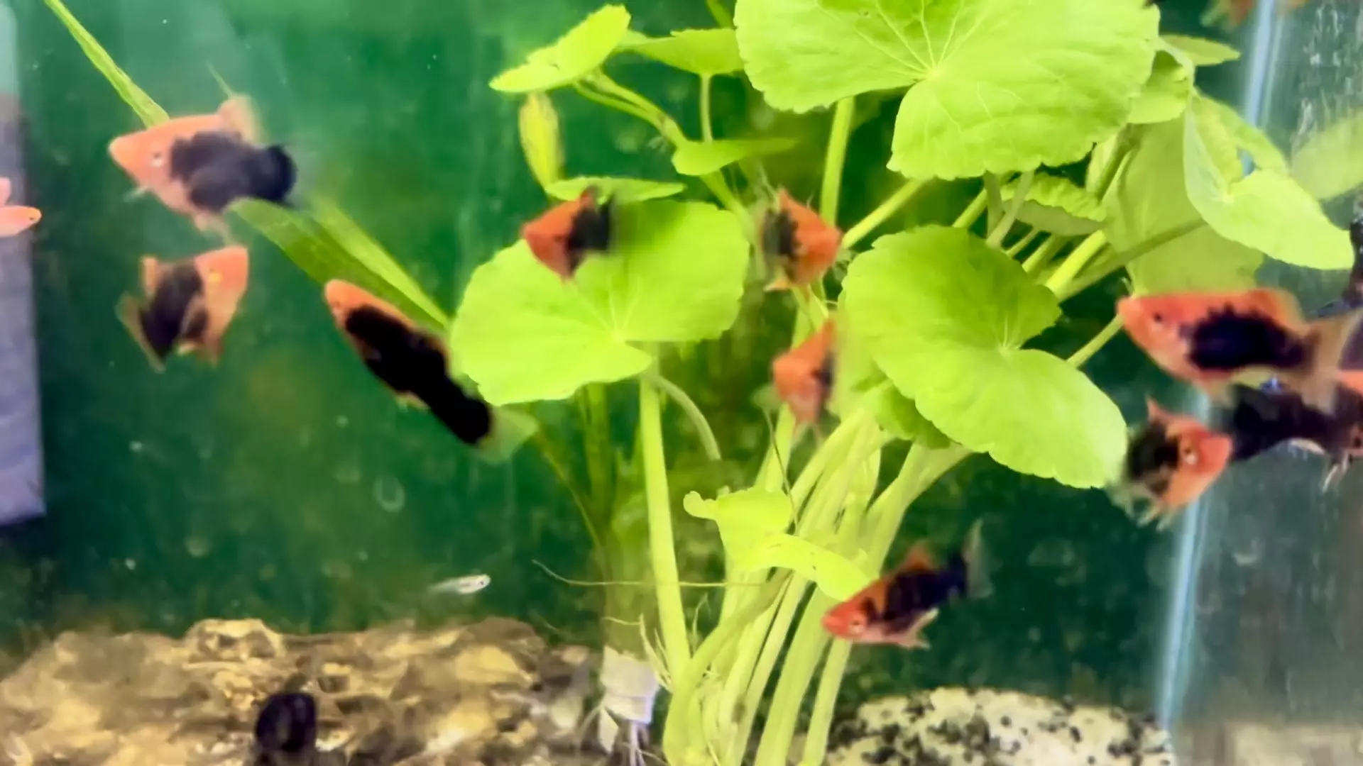 plant/Tuxedo Red Swordtail Juvies! Rare!-0