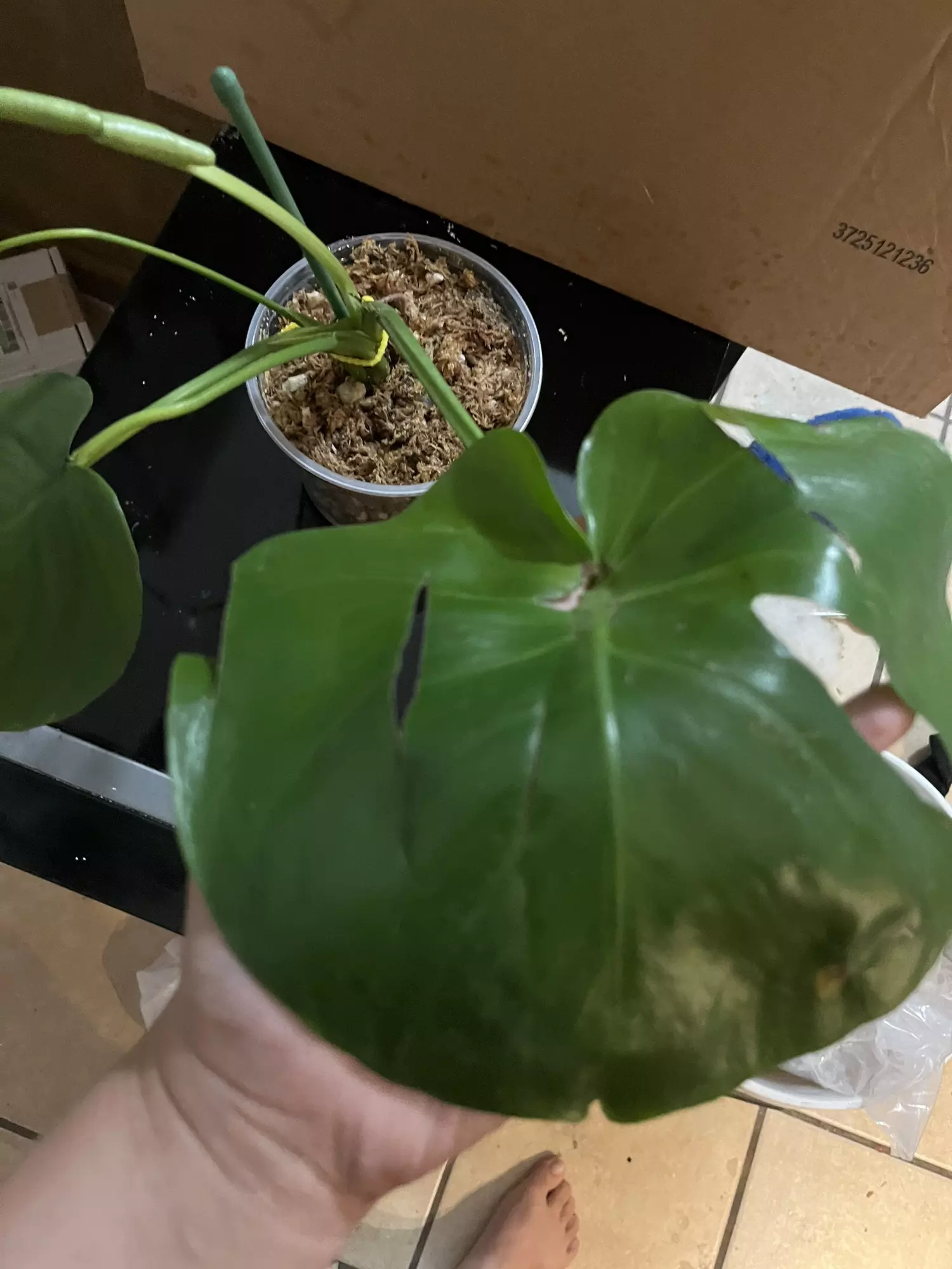 plant/Monstera deliciosa 6in-1