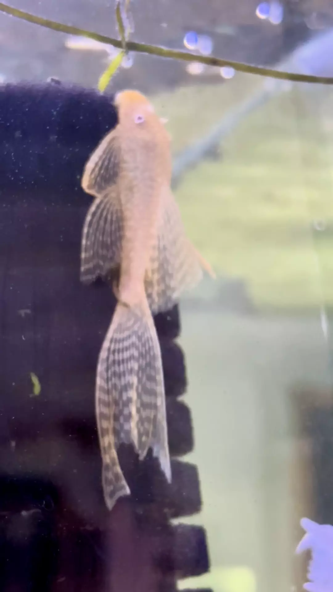 plant/Longfin Male L144 Albino Pleco 3in!-1