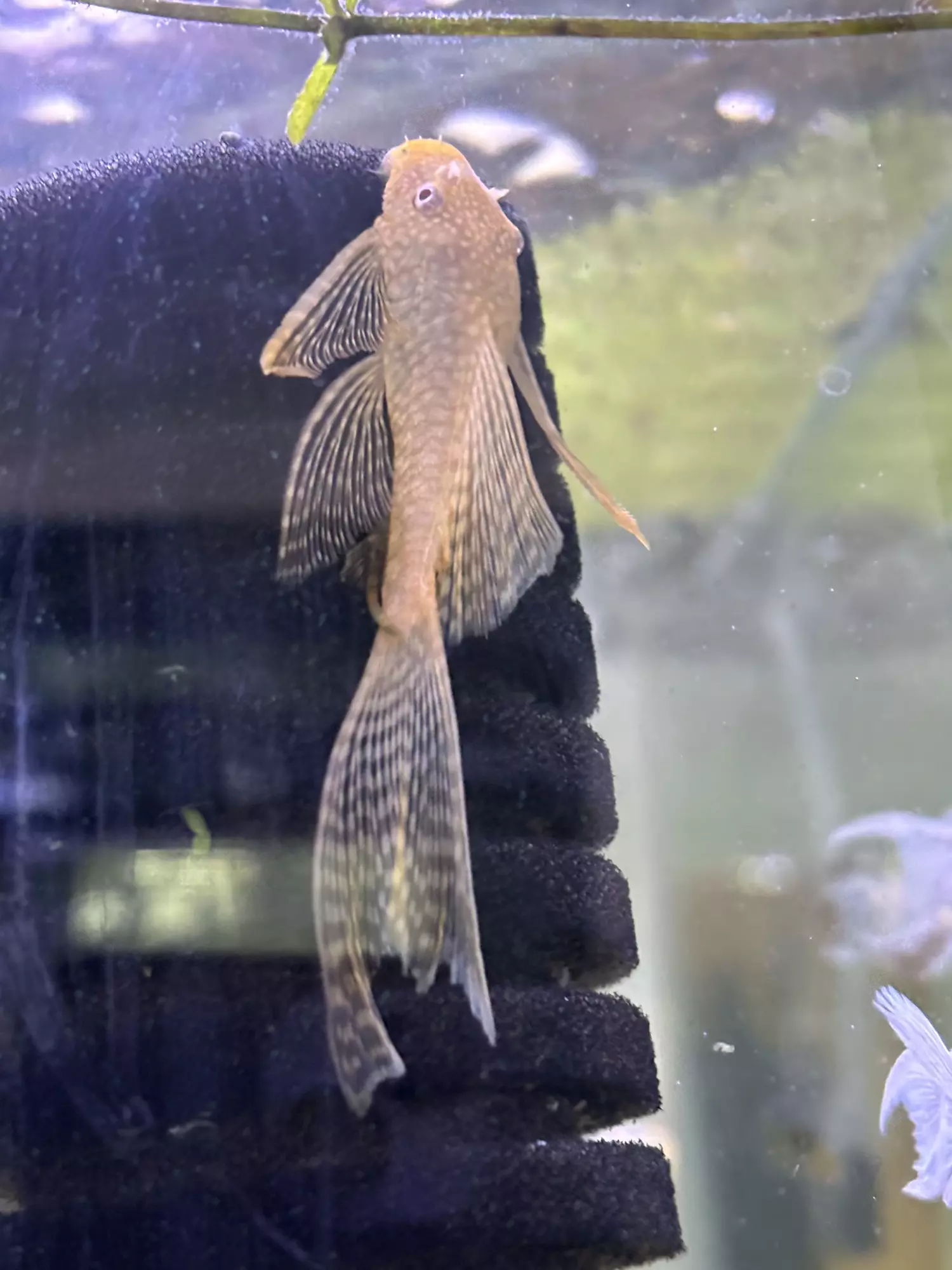 plant/Longfin Male L144 Albino Pleco 3in!-0