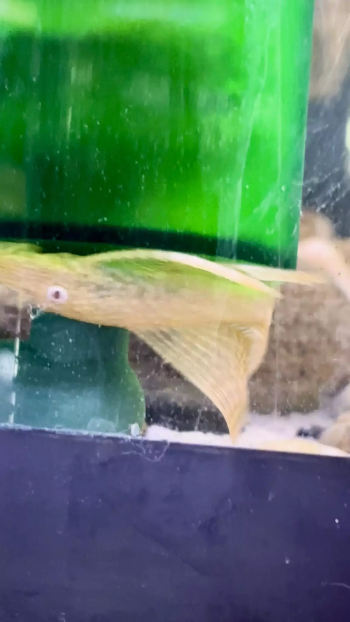 plant/Longfin Male L144 Albino Pleco 3in!-2
