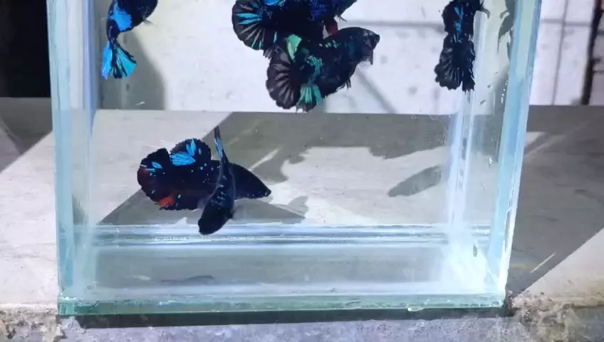 plant/AVATAR Betta pair!-0