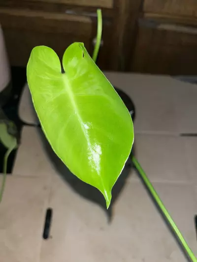 plant/Monstera deliciosa 4in-1-thumbnail