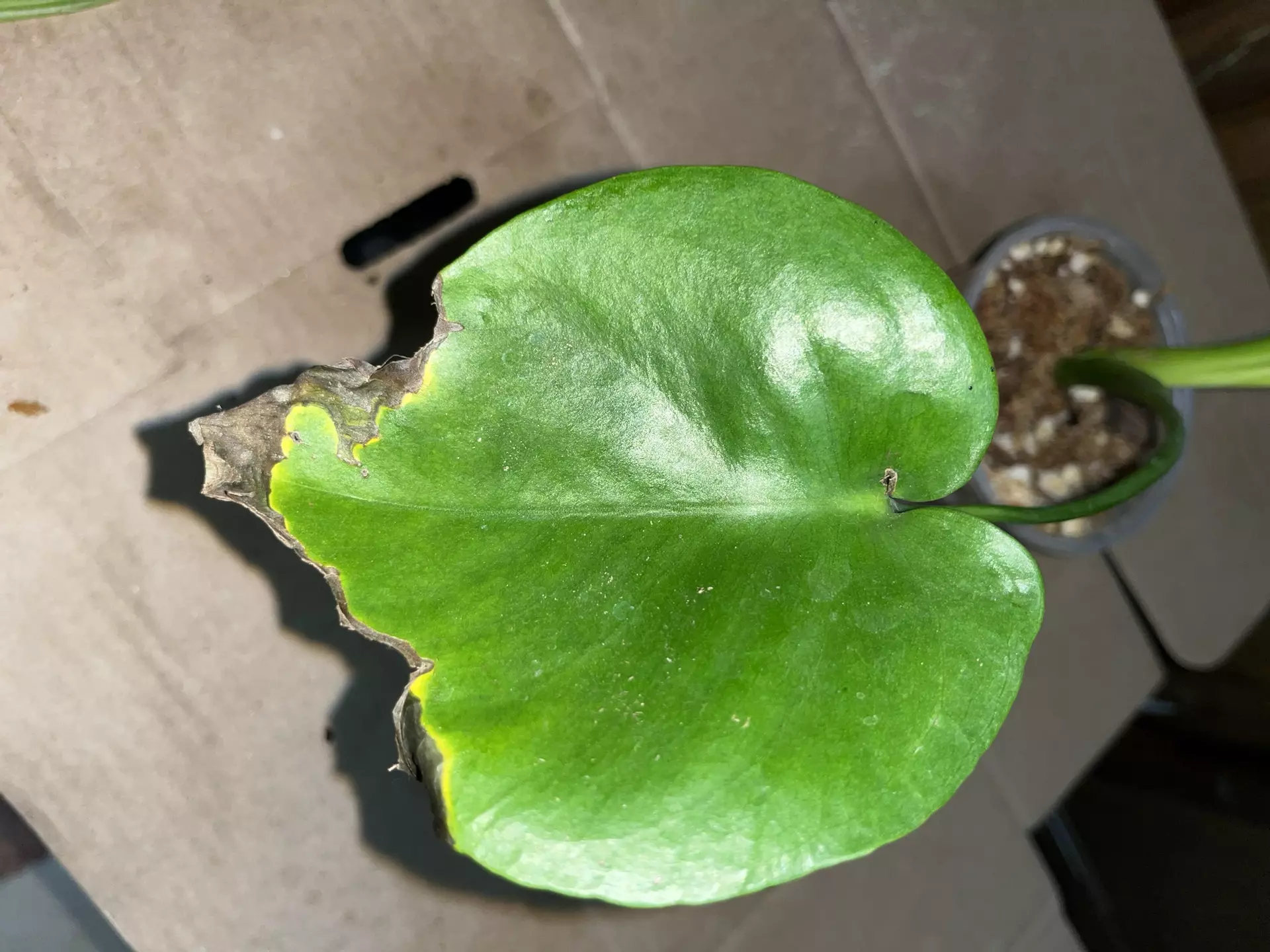 plant/Monstera deliciosa 4in leaf damage from sunburn-1