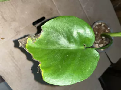 plant/Monstera deliciosa 4in leaf damage from sunburn-1-thumbnail