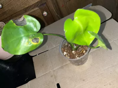 plant/Monstera deliciosa 4in-0-thumbnail