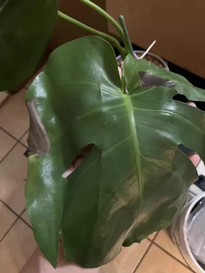 plant/Monstera deliciosa 6in-1-thumbnail