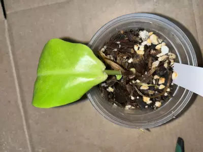plant/Philodendron snow drift rehab-0-thumbnail
