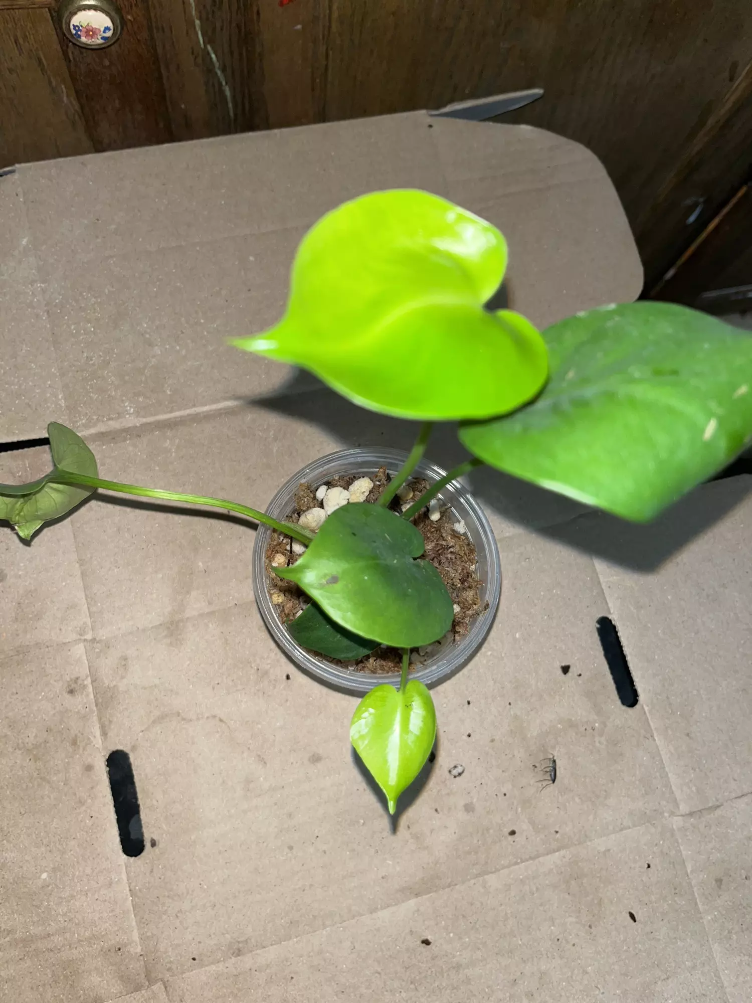 plant/Monserrat deliciosa 4in-0