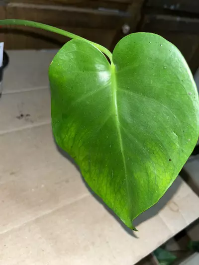 plant/Monstera deliciosa 4in-0-thumbnail