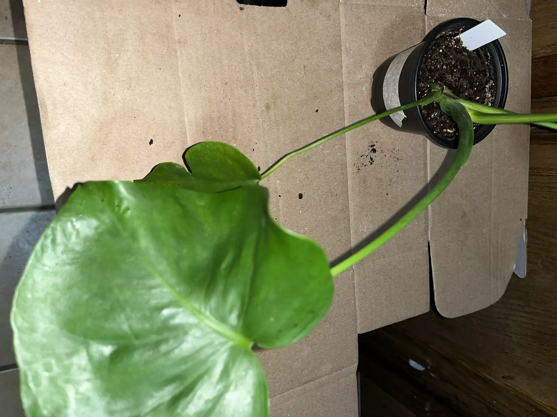 plant/Monstera deliciosa 4in-0