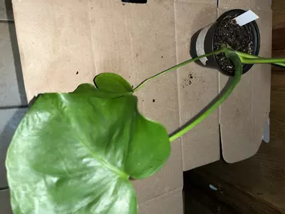 plant/Monstera deliciosa 4in-0-thumbnail
