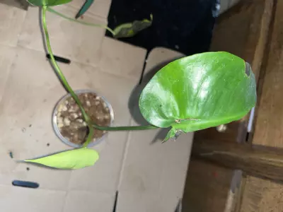 plant/Monstera deliciosa 4in leaf damage from sunburn-0-thumbnail