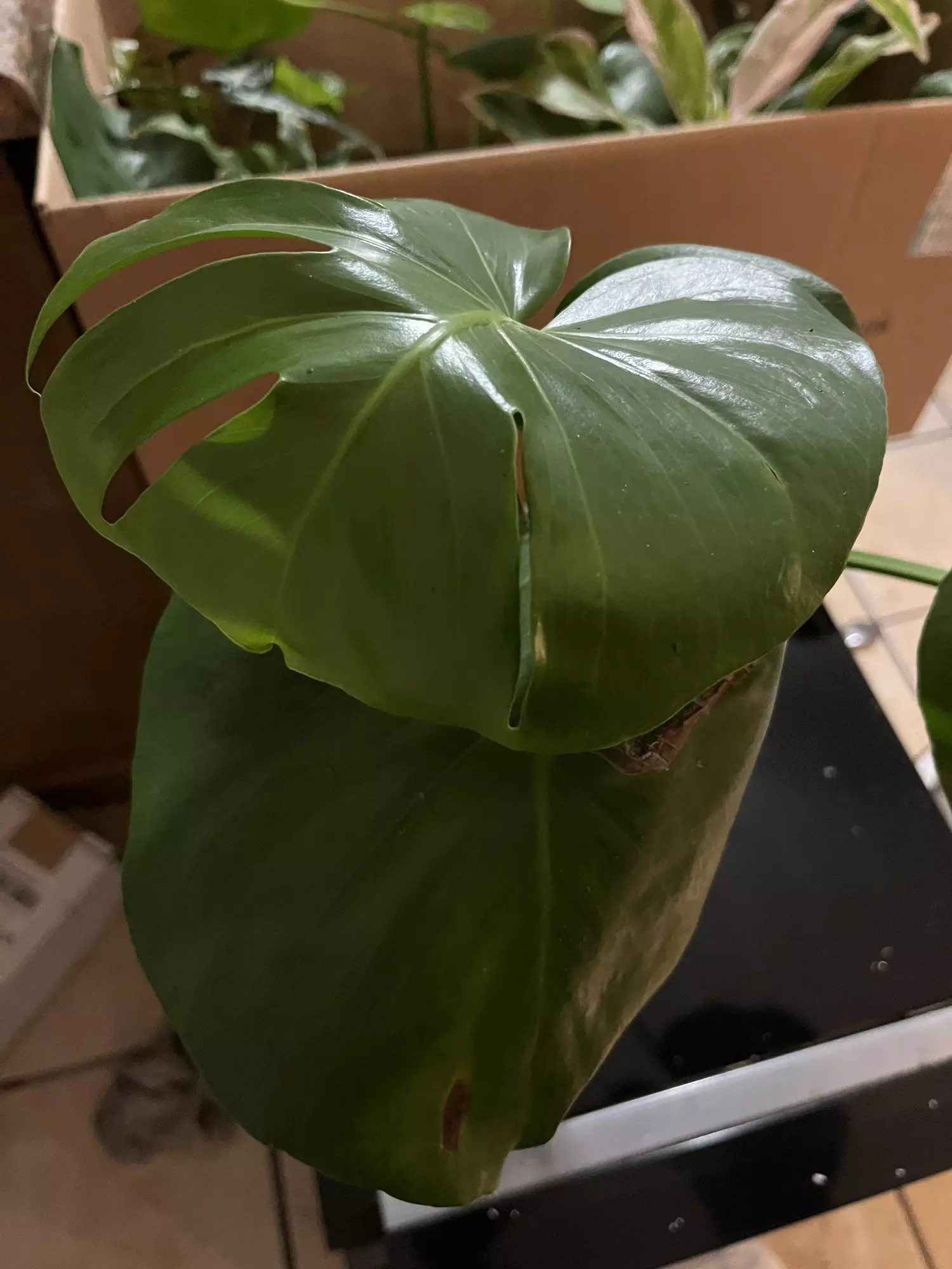 plant/Monstera deliciosa 6in-0