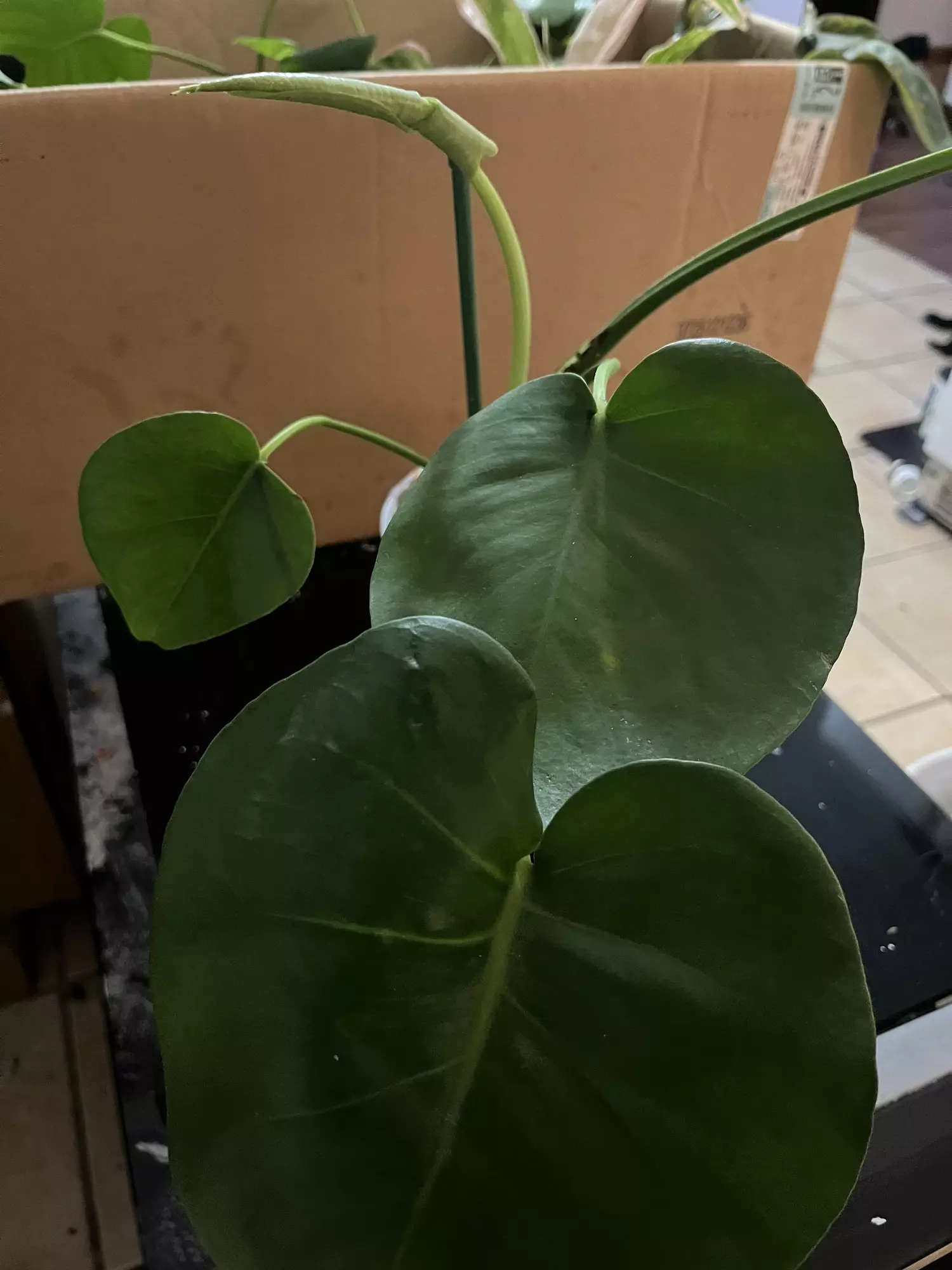 plant/Monstera deliciosa 6in-0