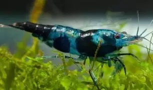 plant/Blue Black Carbon Premium Neocardinia x 3-0