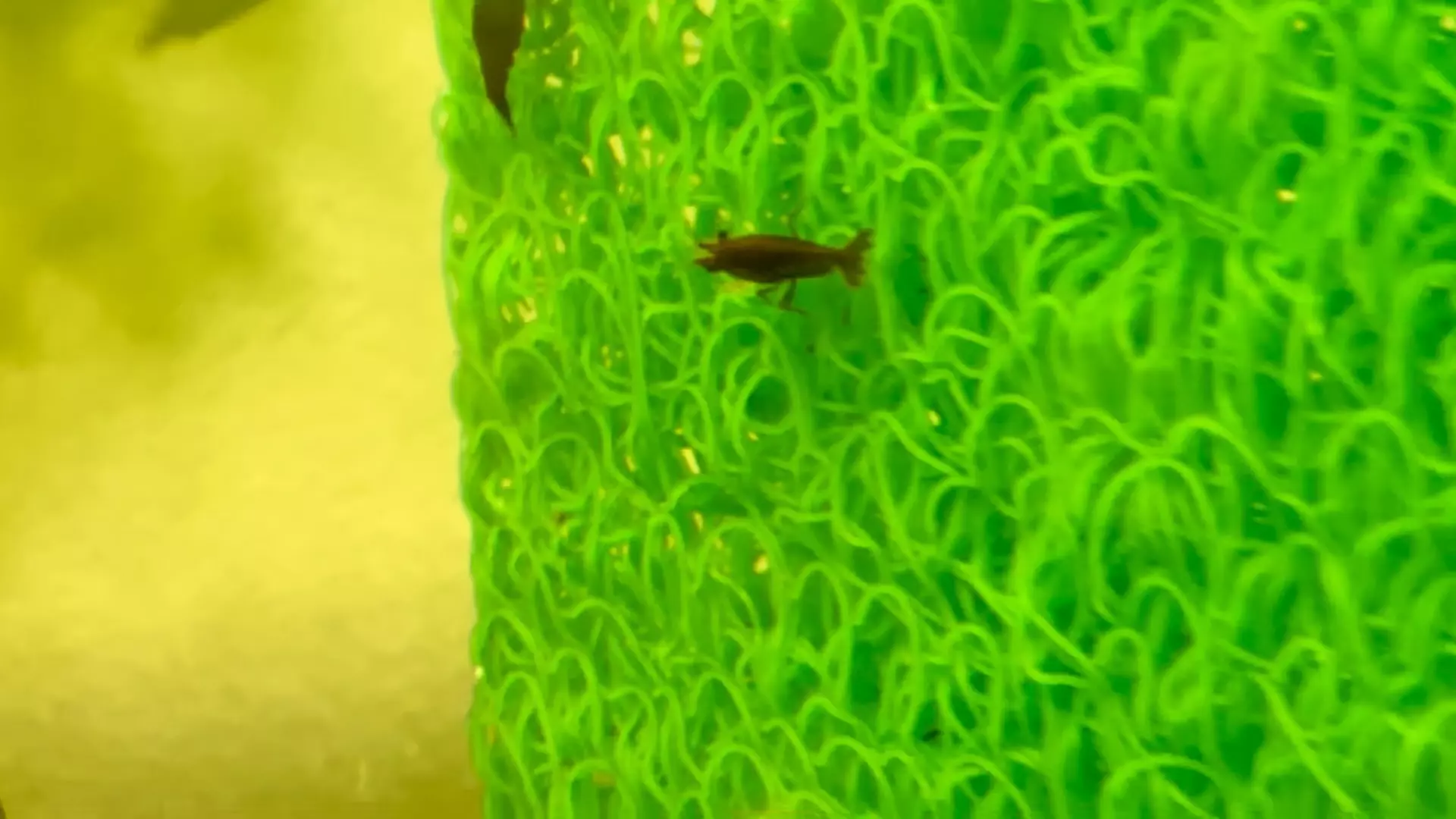 plant/Premium Bloody Mary Shrimp x3-0