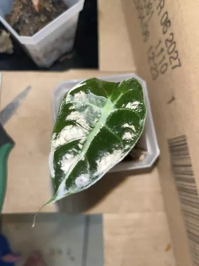 plant/Alocasia no ID grown from corm -0-thumbnail