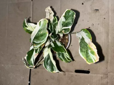 plant/Rehab Calathea-0-thumbnail