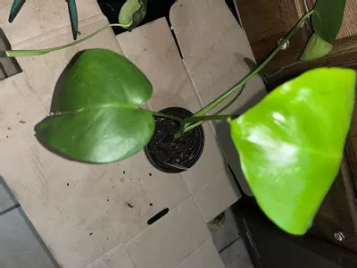 plant/Monstera deliciosa 4in-1-thumbnail