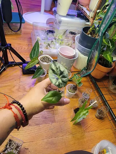 plant/Alocsia two in one-2-thumbnail