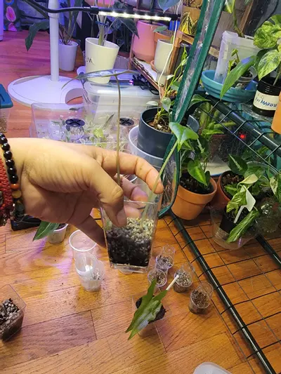 plant/Alocsia two in one-3-thumbnail