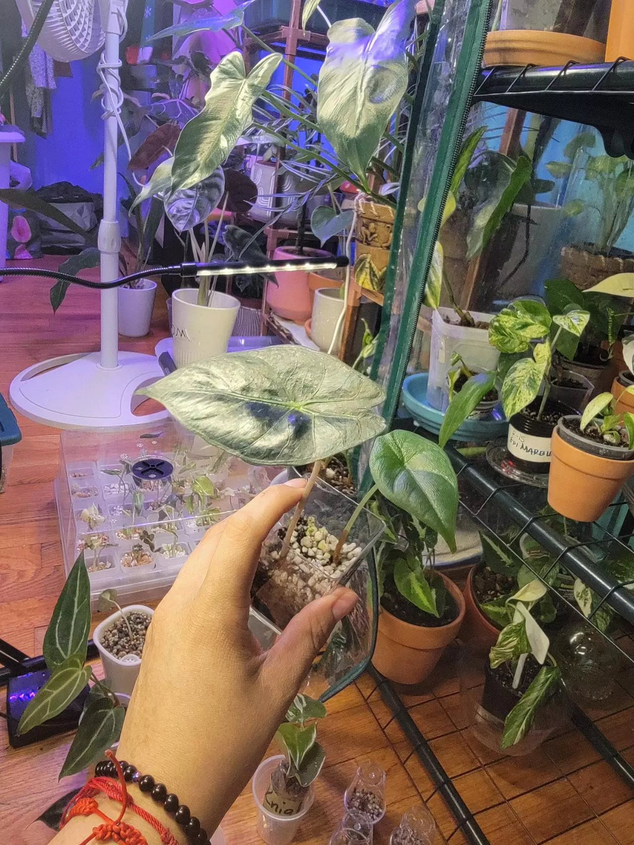 plant/Two for one Alocasia bundle-3