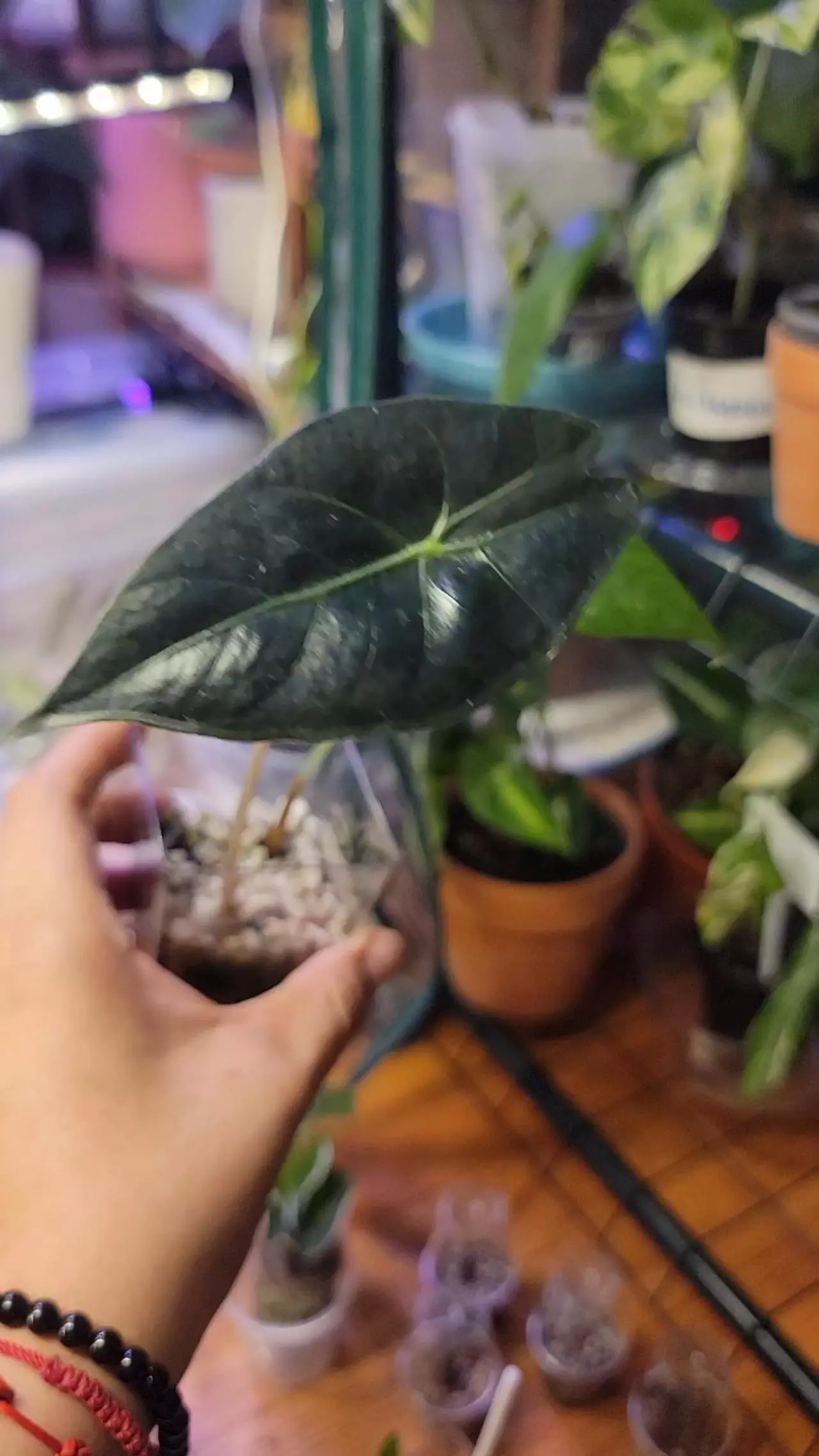 plant/Two for one Alocasia bundle-0
