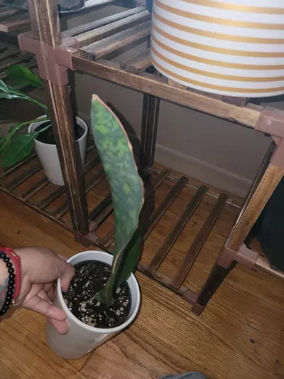 plant/Whale Fin Snake Plant-1-thumbnail