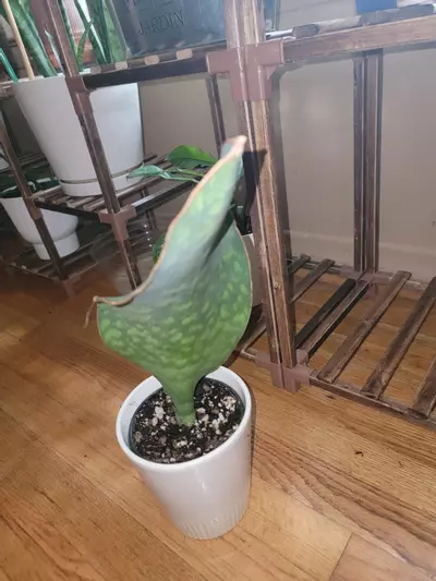 plant/Whale Fin Snake Plant-2-thumbnail