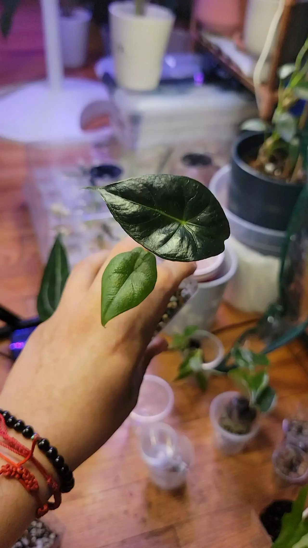 plant/Alocsia two in one-0