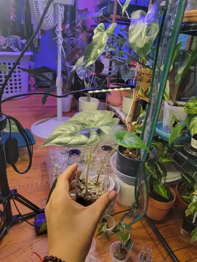 plant/Two for one Alocasia bundle-1-thumbnail