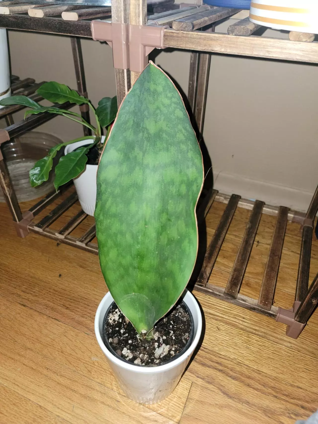 plant/Whale Fin Snake Plant-3