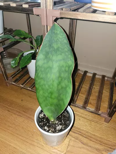 plant/Whale Fin Snake Plant-3-thumbnail