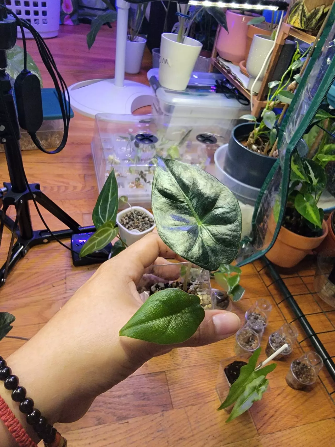 plant/Alocsia two in one-1