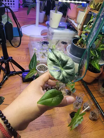 plant/Alocsia two in one-1-thumbnail