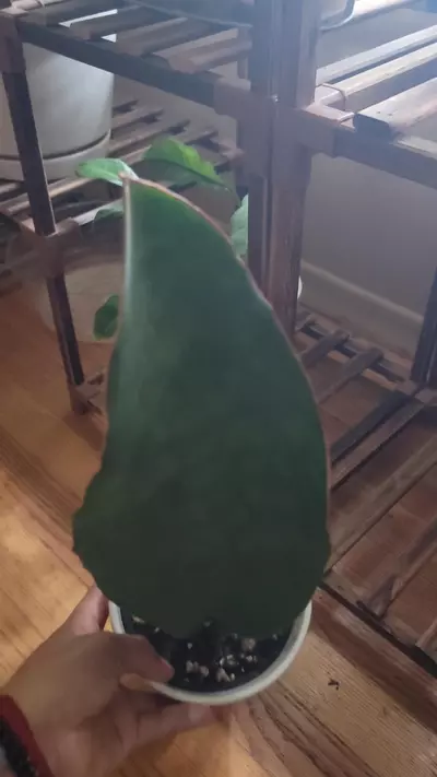 plant/Whale Fin Snake Plant-0-thumbnail