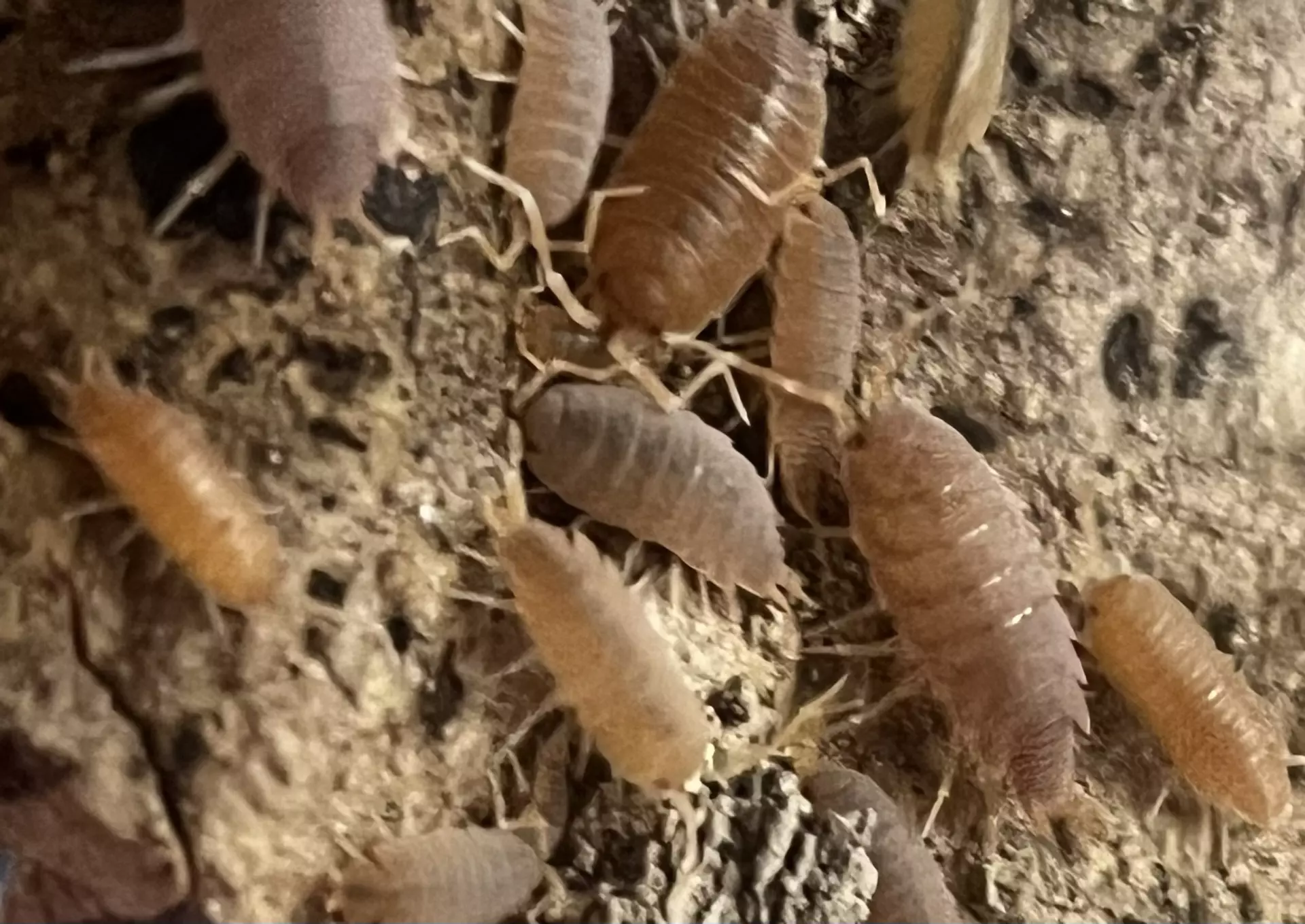 plant/Porcellionides pruinosus Powder Orange 15 Count-0