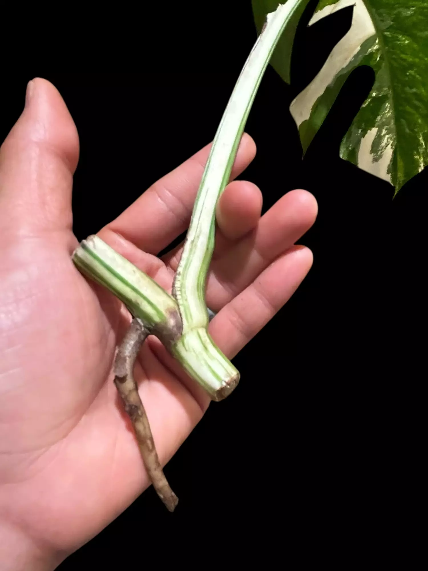 plant/M. Albo mid cut-1