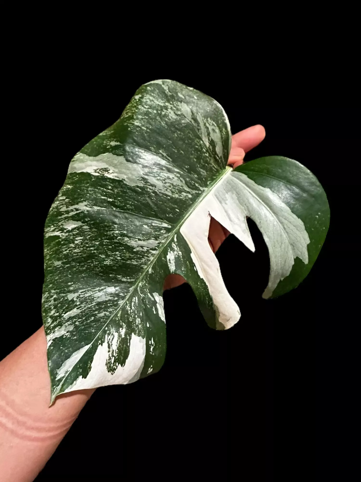 plant/M. Albo mid cut-0