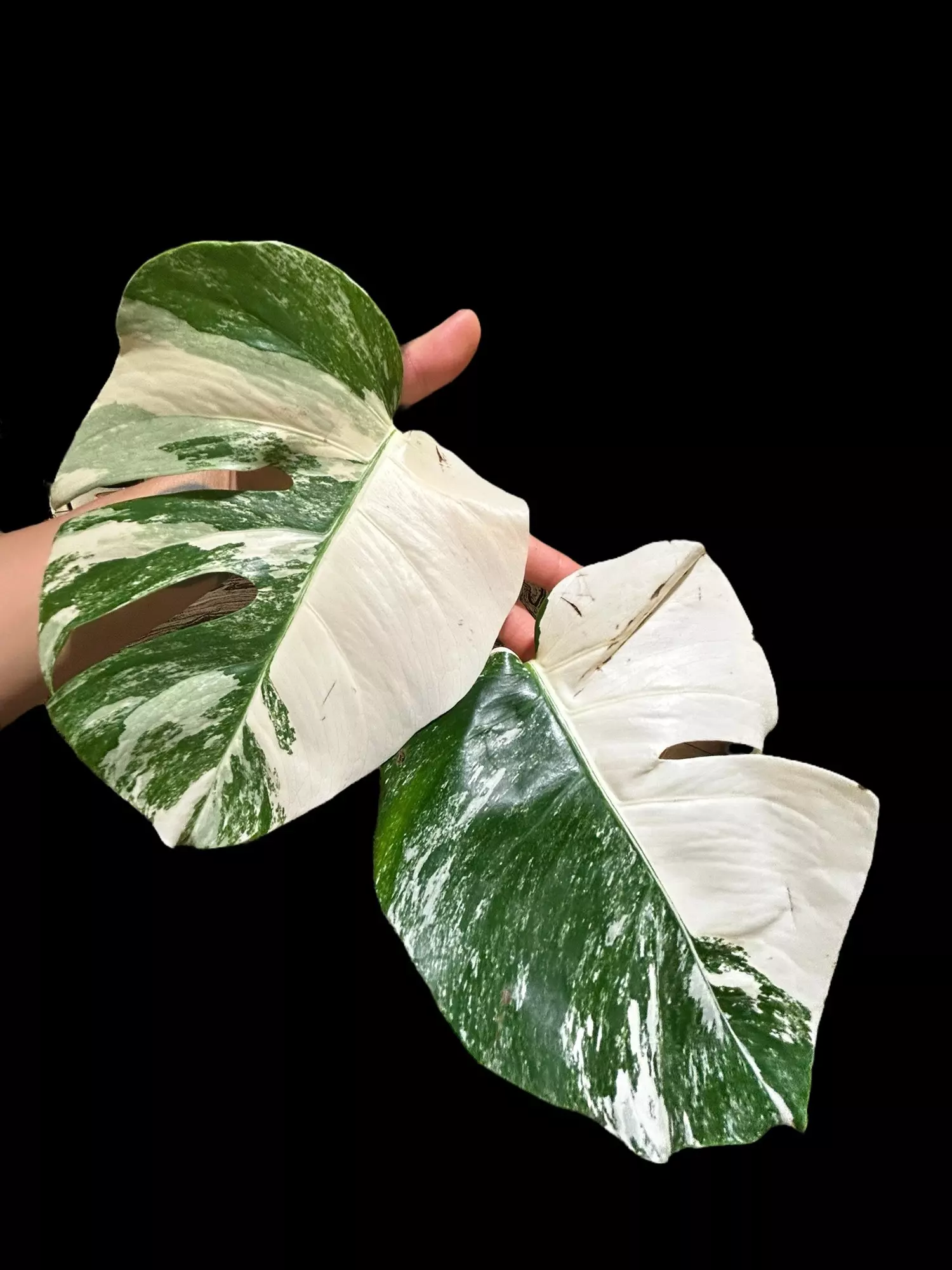 plant/M. Albo top cut w/aerial root *high variegation*-0