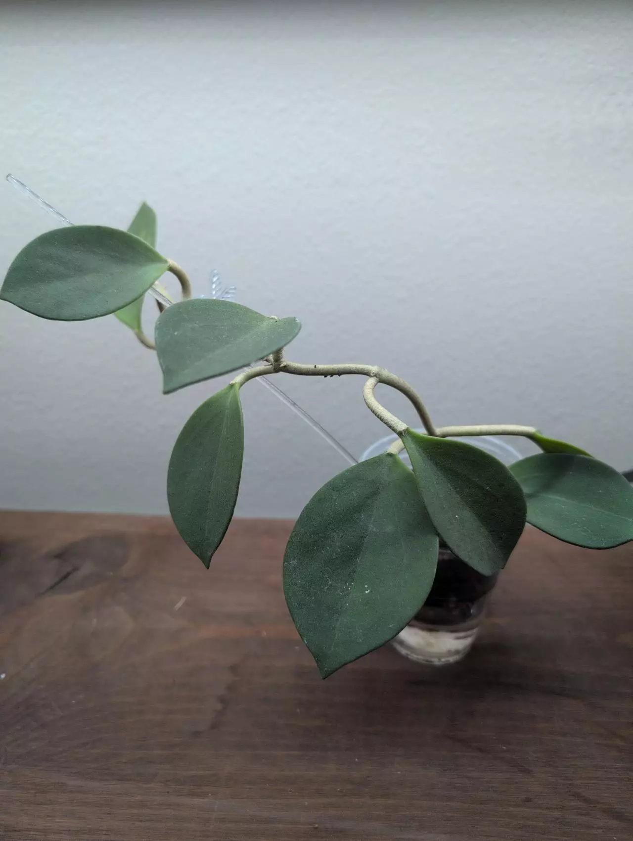 plant/Hoya subquintuplinervis (formerly H. pachyclada)-0