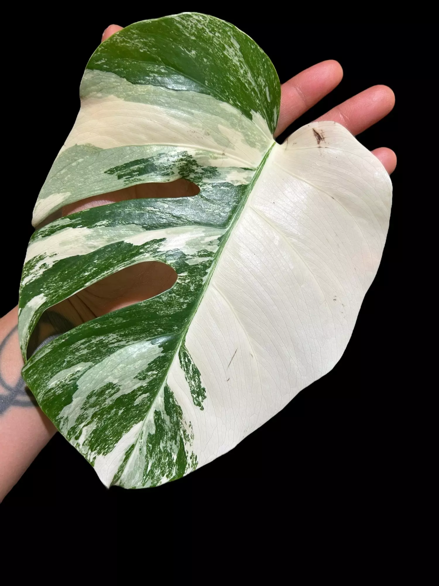 plant/M. Albo top cut w/aerial root *high variegation*-1