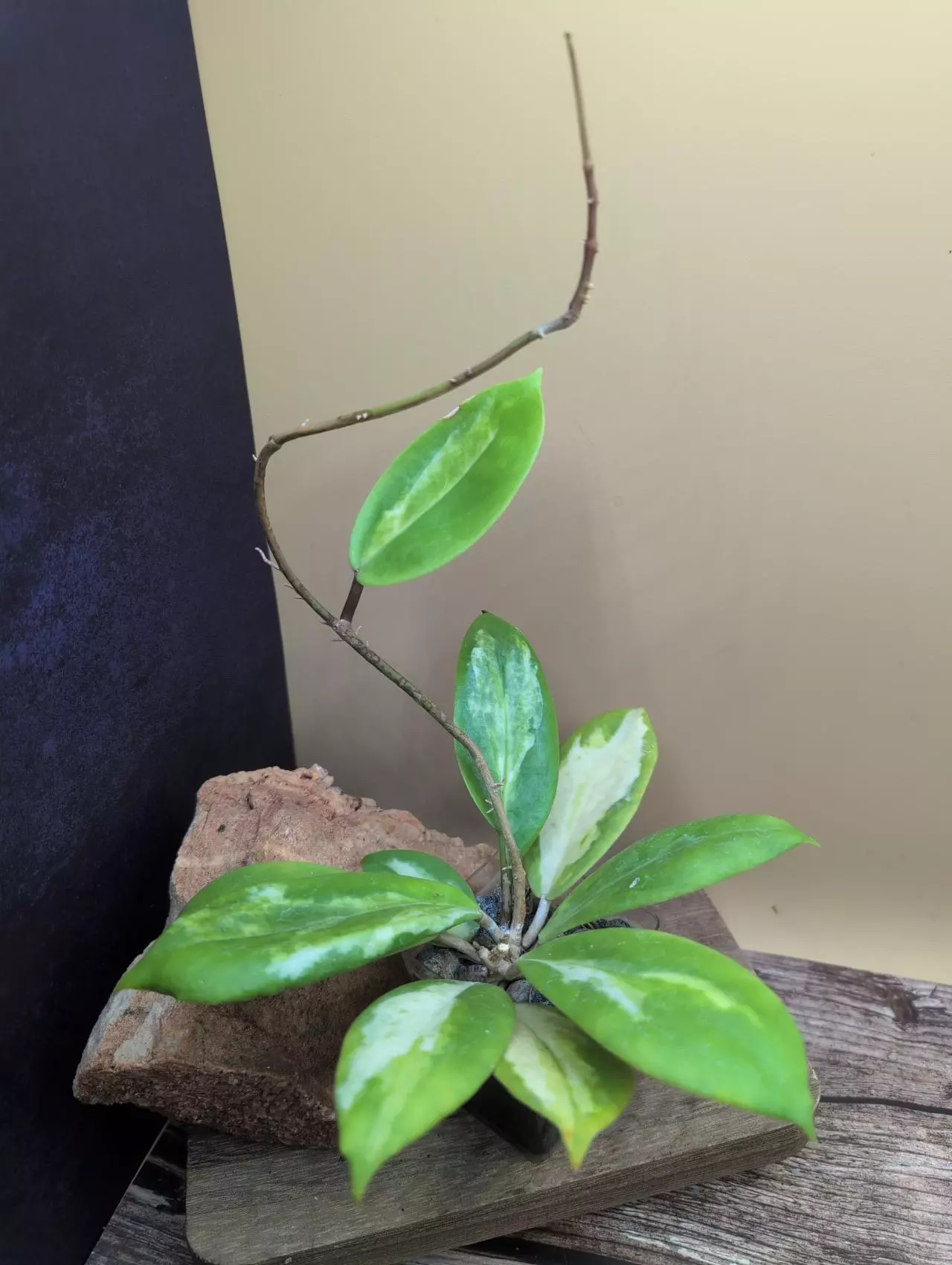 plant/Hoya incrassata 'Moonshadow'-0