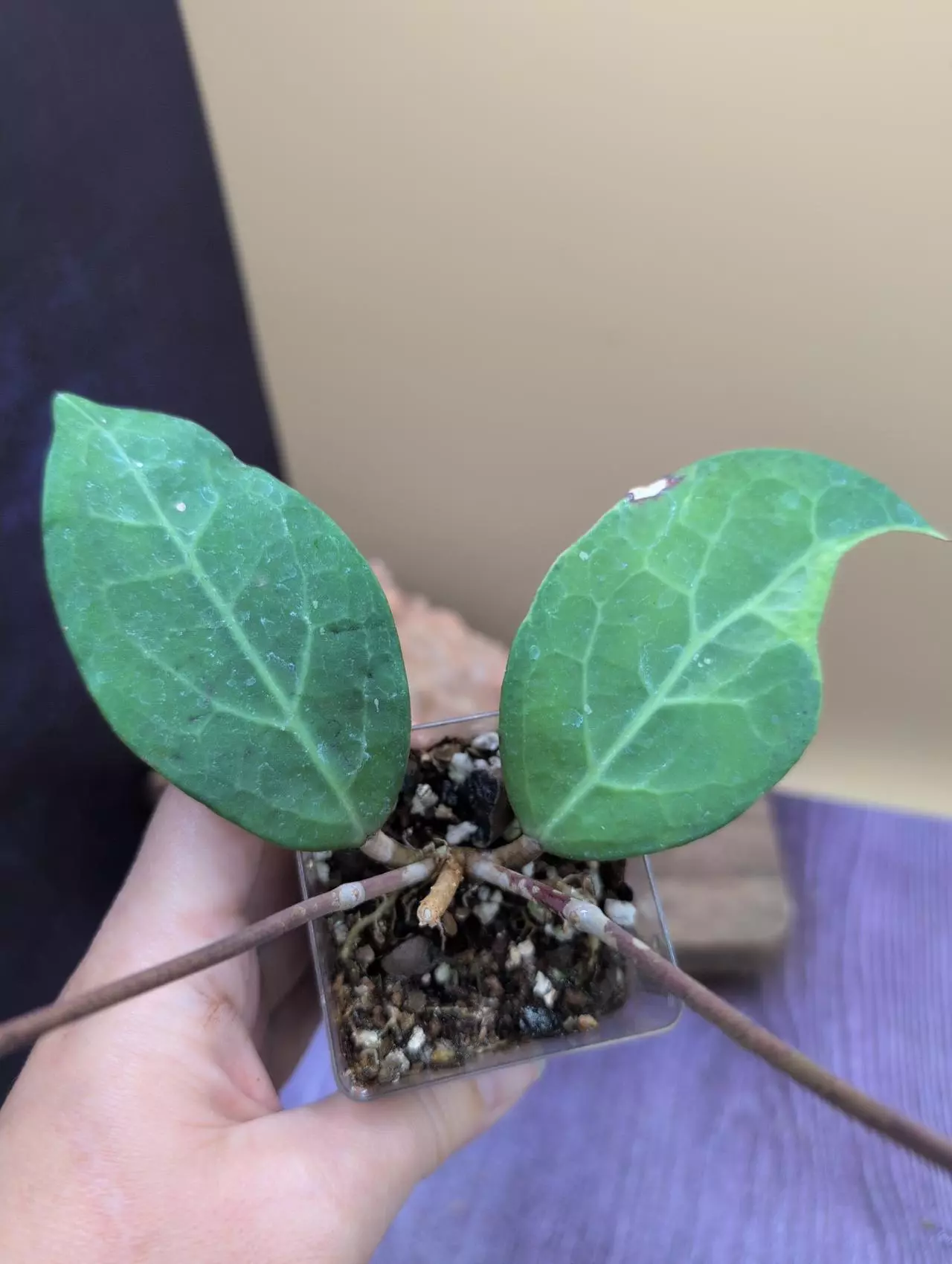 plant/Hoya verticillata ‘Tanggamus Albomarginata’-0