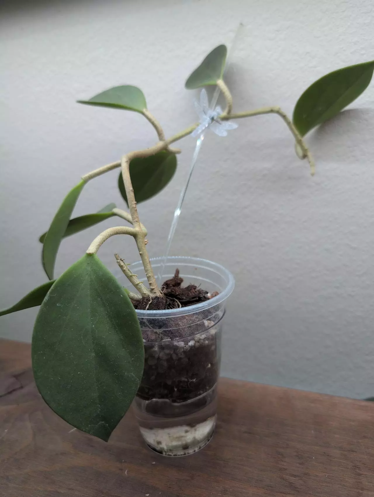 plant/Hoya subquintuplinervis (formerly H. pachyclada)-1