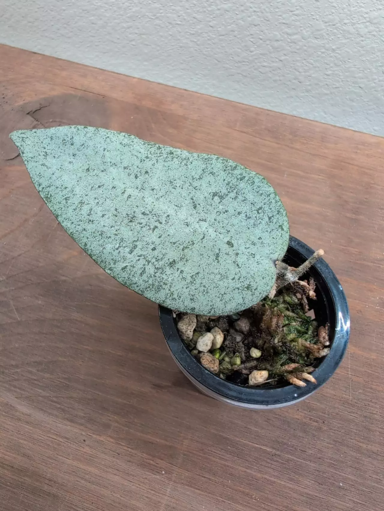 plant/Hoya caudata 'Argene'-1
