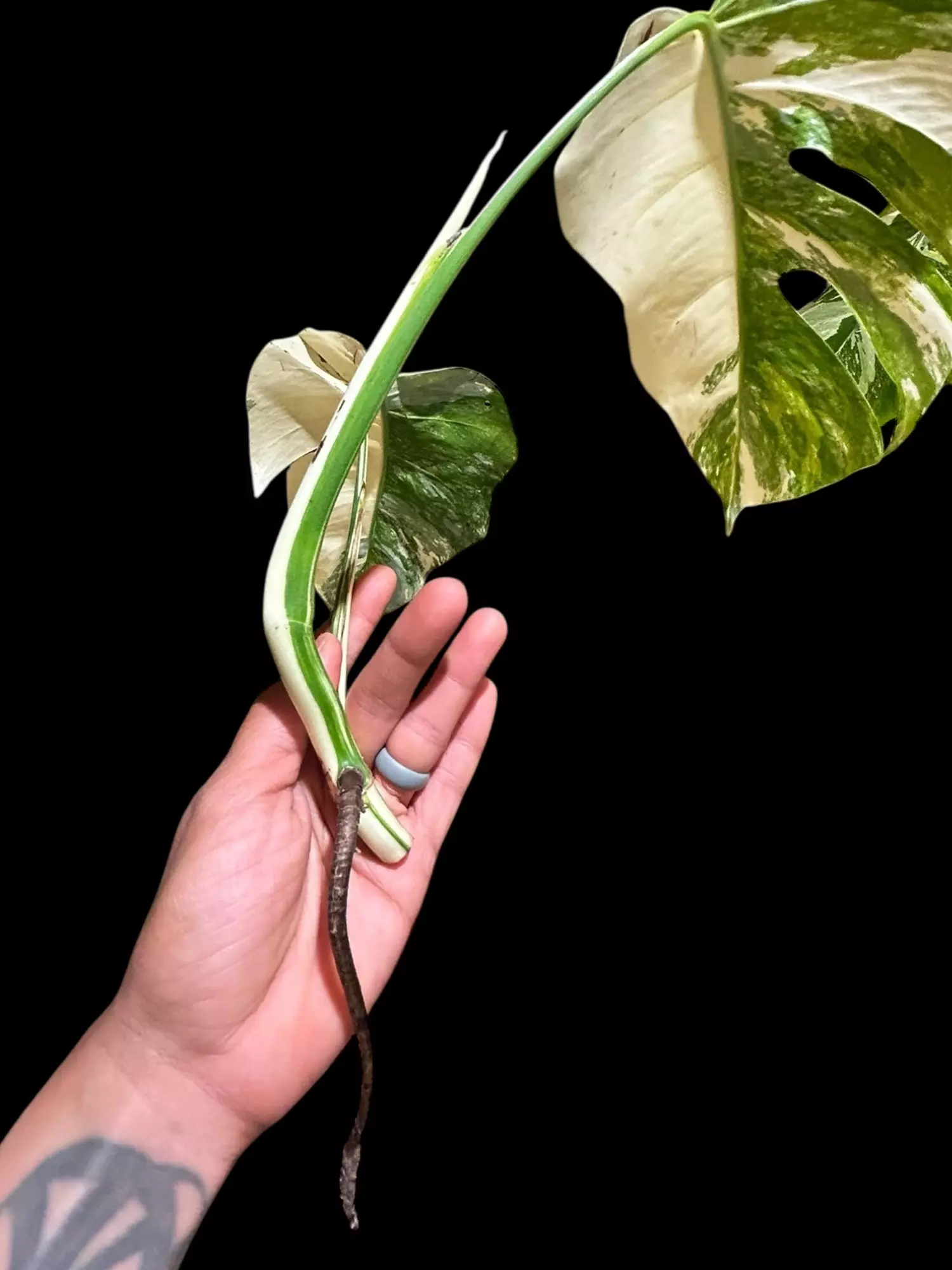 plant/M. Albo top cut w/aerial root *high variegation*-4