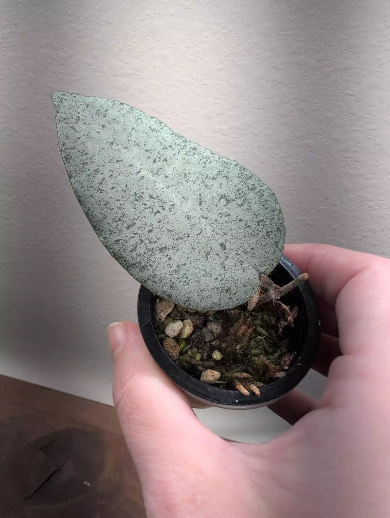 plant/Hoya caudata 'Argene'-0