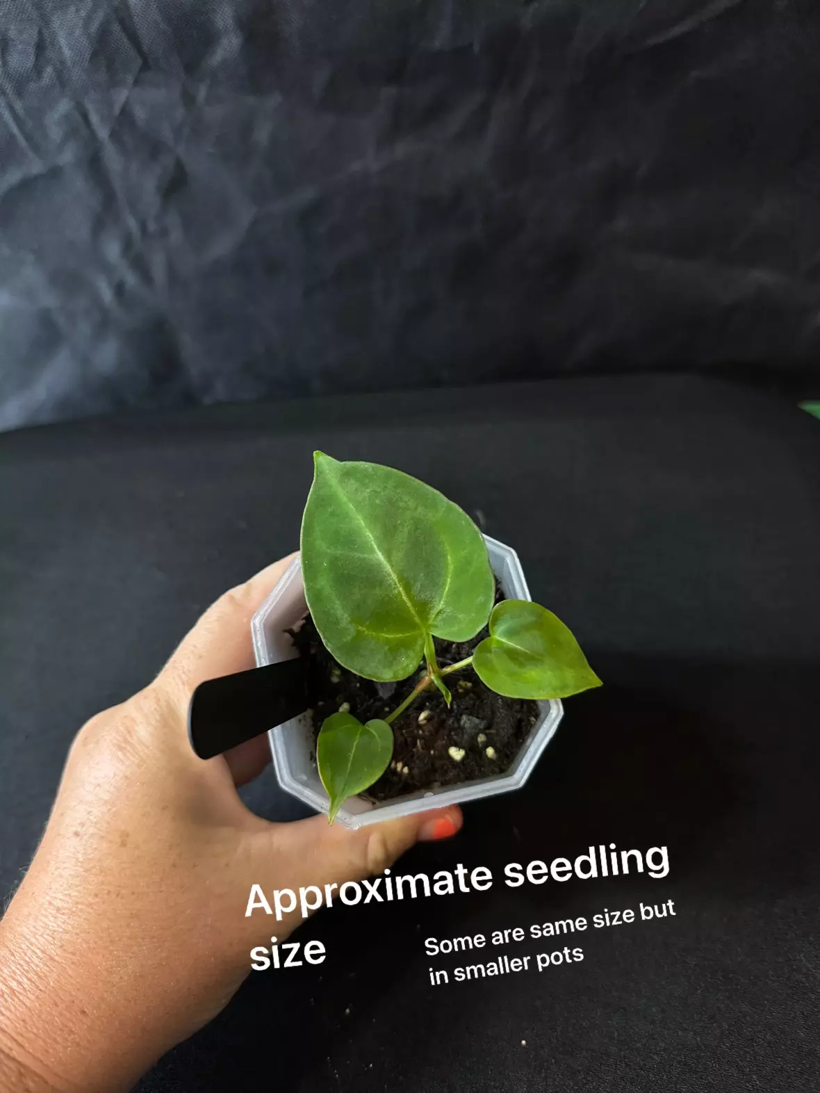 plant/Bundle of 5 potted-1